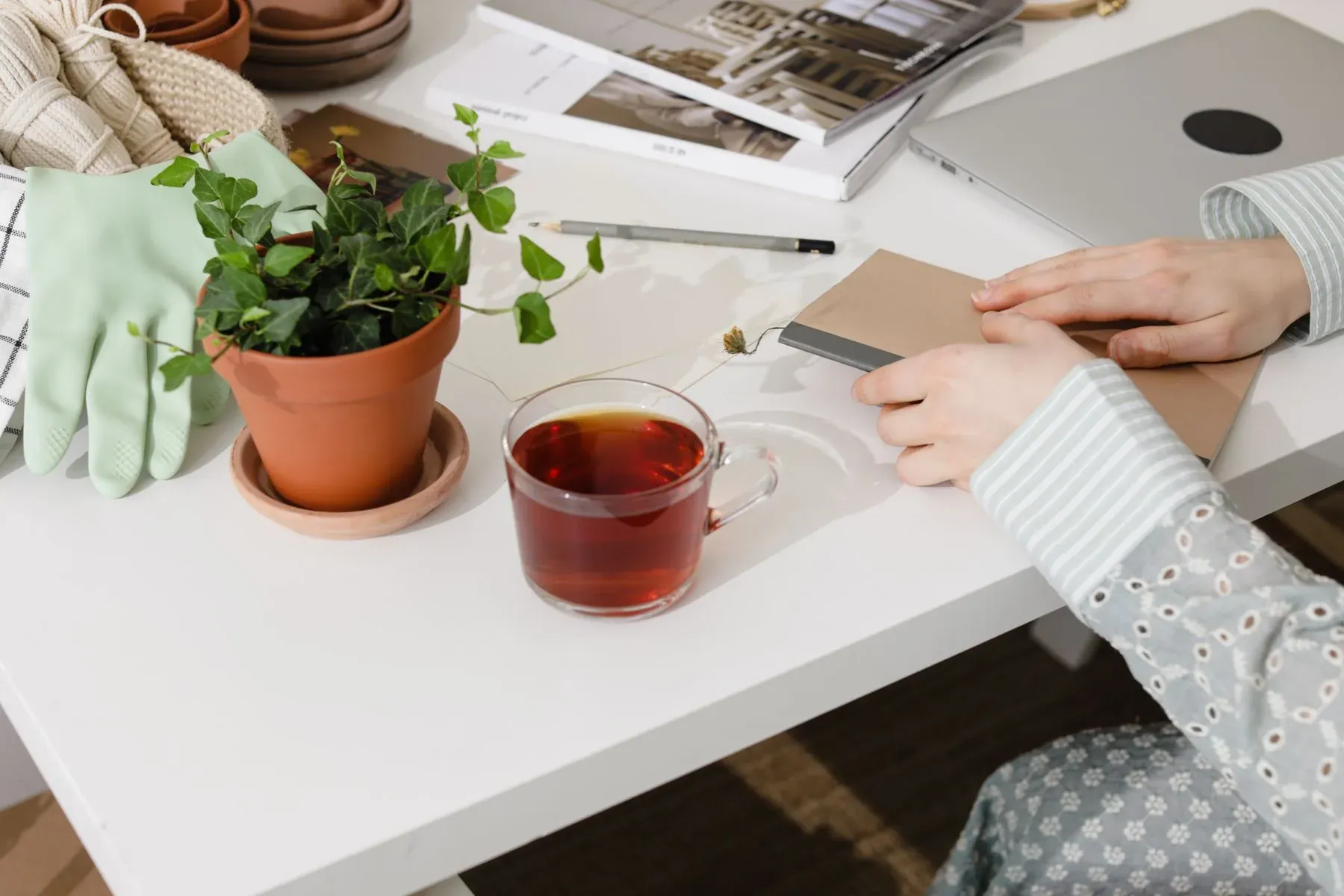 Tea, notebook and houseplant arranged on a table